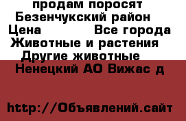 продам поросят .Безенчукский район  › Цена ­ 2 500 - Все города Животные и растения » Другие животные   . Ненецкий АО,Вижас д.